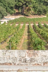 View of a farm with vineyards, typical Portuguese landscape