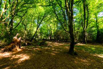 path in the forest in the summer