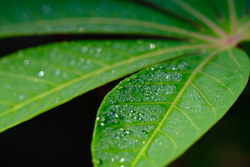 dew drops on cassava leaves. Dewdrops are in the morning. when the sun is shining the dew particles evaporate.dewdrops that are exposed to sunlight appear to glow.  Cassava leaves are edible leaves. 