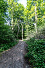 path in the forest in the summer