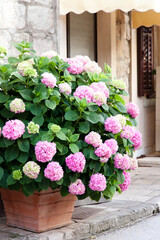 Fototapeta na wymiar Bush of hydrangea in flower pot at town street. Flowerbed by cafe or store. Pink, lilac, purple flowers blooming in summer and spring.