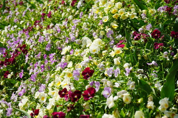 ビオラ　パンジー　花　花壇　春　満開　ガーデニング 