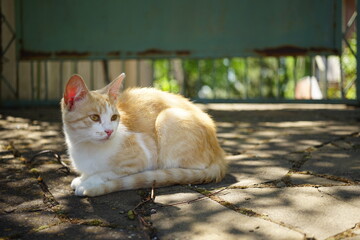 Fototapeta premium Cute ginger cat resting in a sunny summer garden.