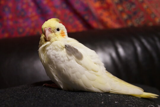 オカメインコ Images Browse 407 Stock Photos Vectors And Video Adobe Stock