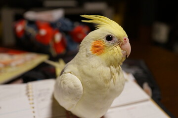 オカメインコ　小鳥　パイド　可愛い　ペット