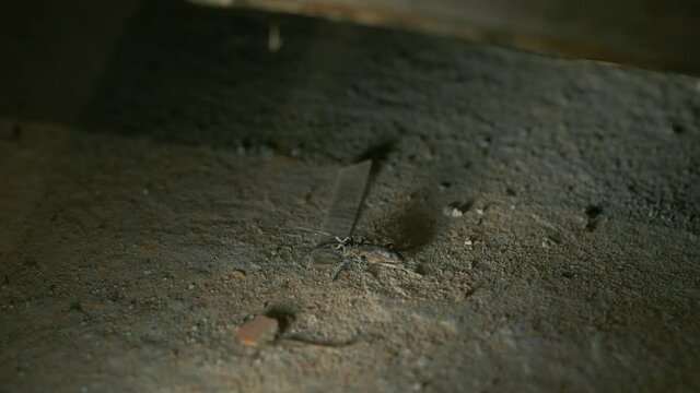 The barbel beetle moves its long antennae and scares the enemy. Bark beetle. Cerambycidae