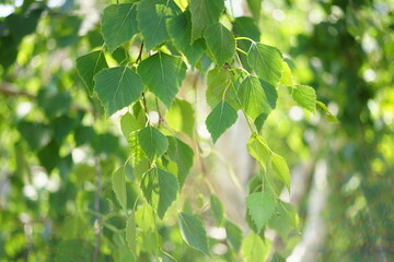 Fototapeta na wymiar Young birch tree leaves on the branches closeup in spring garden.