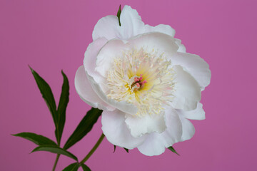 Naklejka na ściany i meble White peony flower with soft yellow stamens of pink peony isolated on a pink background.