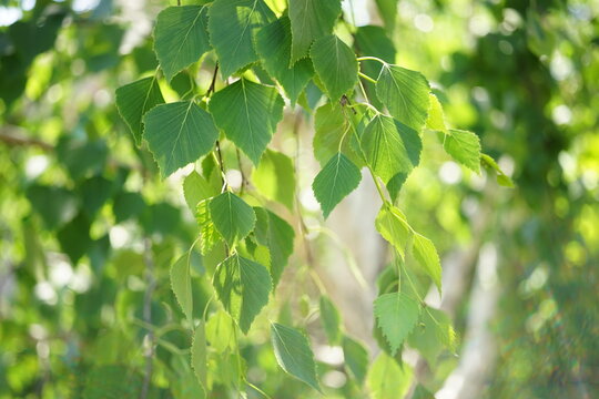 Young birch tree leaves on the branches closeup in spring garden.