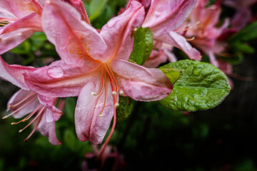 Azalia nazywana różanecznikiem, posiada długie słupki wystające z kielicha, kwiat w kolorze różowym z kroplami deszczu
