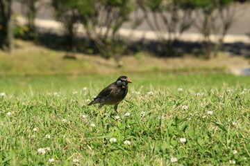 Fototapeta premium 地上で遊ぶムクドリ 地上で遊ぶ椋鳥 地上で遊ぶむく鳥