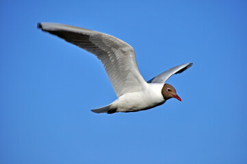 Fototapeta na wymiar Seagull flying in the clear sky