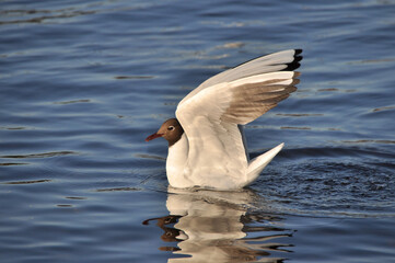 Seagull on the water of the Gulf of Finland in the city of St. Petersburg