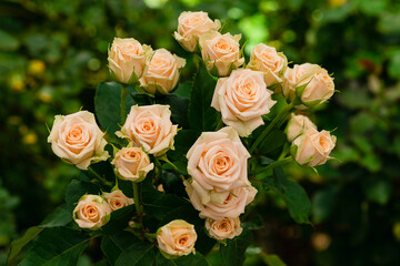 Obraz na płótnie Canvas cream rose on a background of blur green leaves background