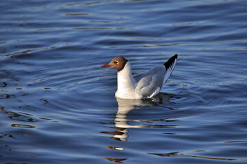 Seagull on the water of the Gulf of Finland in the city of St. Petersburg