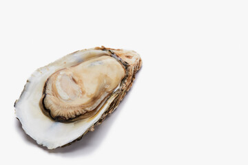 Fresh oyster on white background