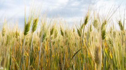 Obraz premium golden wheat field