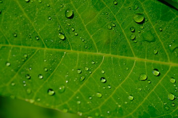 dew drops on cassava leaves. Dewdrops are in the morning. when the sun is shining the dew particles evaporate.dewdrops that are exposed to sunlight appear to glow.  Cassava leaves are edible leaves. 