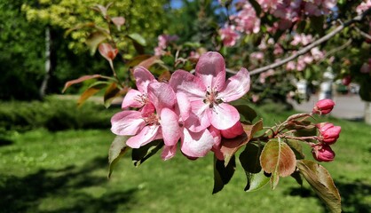Obraz premium pink magnolia flowers