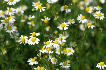 Kamillenblüten mit Biene bei Nektarsuche und Bestäubung - Stockfoto