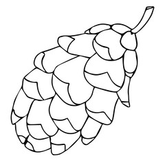 Vector hand drawn outline illustration of pine or fir cone set isolated on white background. New Year and Christmas decoration in line art style. Coloring book design element. Forest botanical object