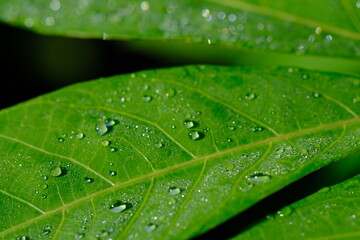 dew drops on cassava leaves. Dewdrops are in the morning. when the sun is shining the dew particles evaporate.dewdrops that are exposed to sunlight appear to glow.  Cassava leaves are edible leaves. 