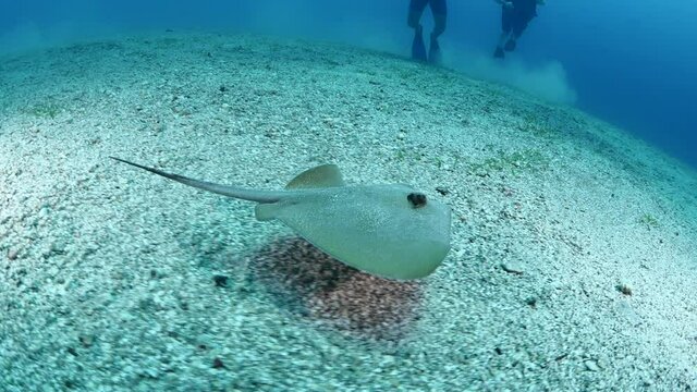 scuba divers diving underwater stingray around them slow motion under the water ocean scenery