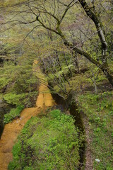 森の中の小川　雨上がり　赤土　赤い川
