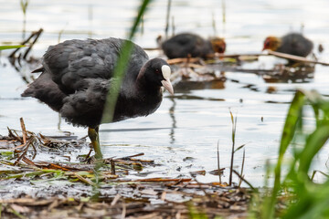 The Eurasian coot (Fulica atra), also known as the common coot, or Australian coot, is a member of the rail and crake bird family, the Rallidae.