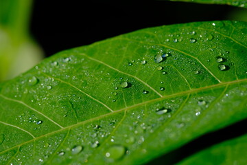 Fototapeta na wymiar dew drops on cassava leaves. Dewdrops are in the morning. when the sun is shining the dew particles evaporate.dewdrops that are exposed to sunlight appear to glow. Cassava leaves are edible leaves. 