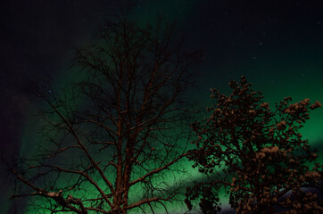 strong majestic aurora borealis, northern light on sky with trees