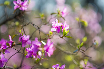 Rhododendron floral background, white flowers