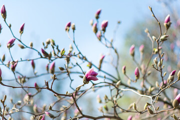 Magnolia in the garden, flowers