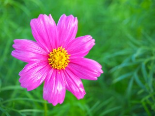 Obraz premium Close-up beautiful purple pink cosmos flower