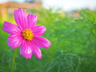 Obraz premium Close-up beautiful purple pink cosmos flower