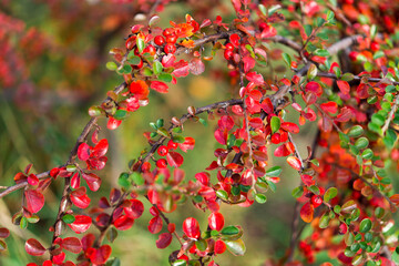 Obraz premium Cotoneaster, a plant in the garden