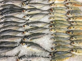 fresh fish on the market