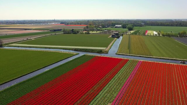 Aerial view of tulip bulb-fields in springtime, Holland, the Netherlands