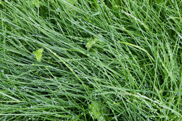 The view from the top, the background of bright juicy grass in drops of rain or dew. The concept of freshness and renewal. Texture.