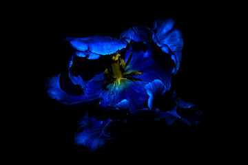 Tulip flower with water drops under Ultraviolet light on a dark background. UV, fluorescent.