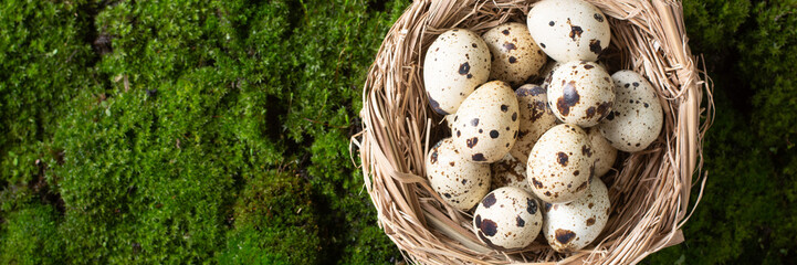 Quail eggs in a nest against the background of moss. On the moss is a nest with raw quail eggs. Top view with space for text. Banner