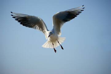 flying seagull