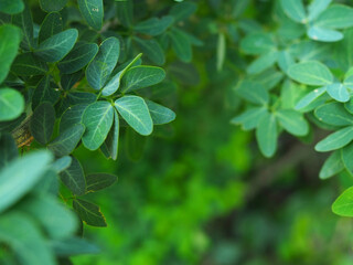 Fototapeta na wymiar Green leaf background.