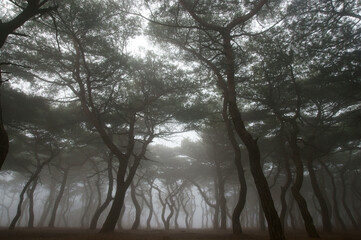 early morning misty pine forest