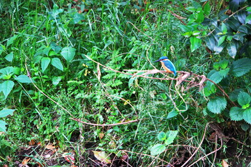 春の新緑をバックに漁をするカワセミ