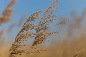 Dry reed and bright blue sky. Reed grass pumped by the wind, natural background.