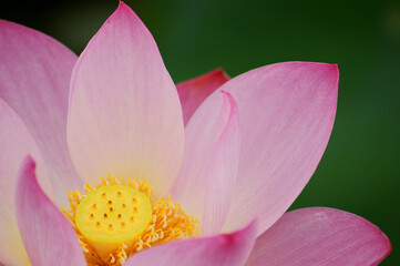 pretty-colored lotus flower
