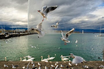 Fototapeta na wymiar fountain on the lake with seagull in Geneva