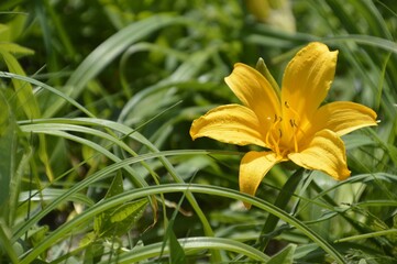 Bright yellow wild Lilium (lily) on a green grass background with copy space