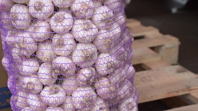 fresh organic garlic in net